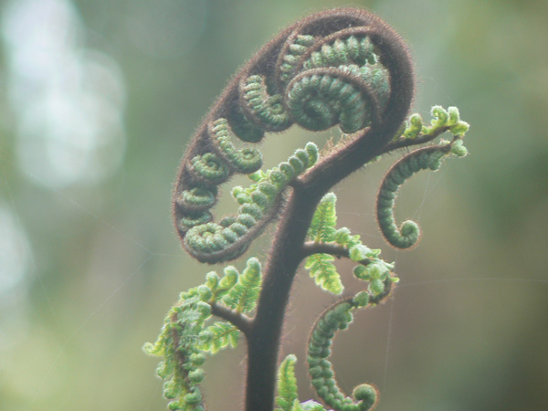 Fern-Unfolding-Jeanie-Paterson