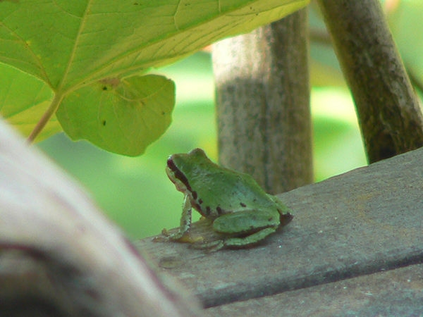 Frog-in-Contemplation-Jeanie-Paterson