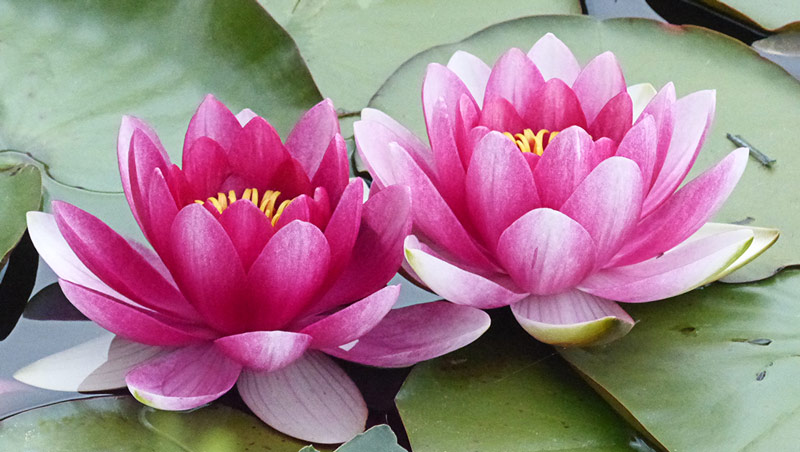 water-lilies-jeanie-paterson